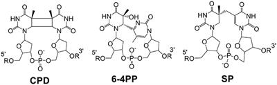 Insights into the Activity Change of Spore Photoproduct Lyase Induced by Mutations at a Peripheral Glycine Residue